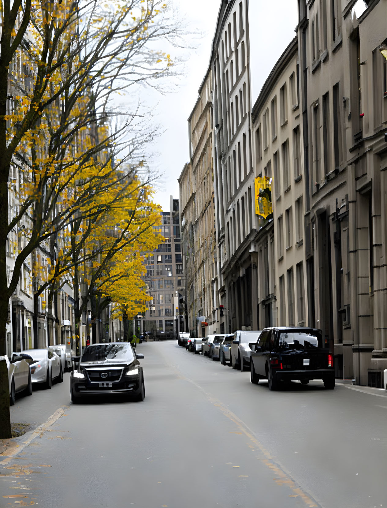 Urban street with autumn trees and golden leaves on overcast day