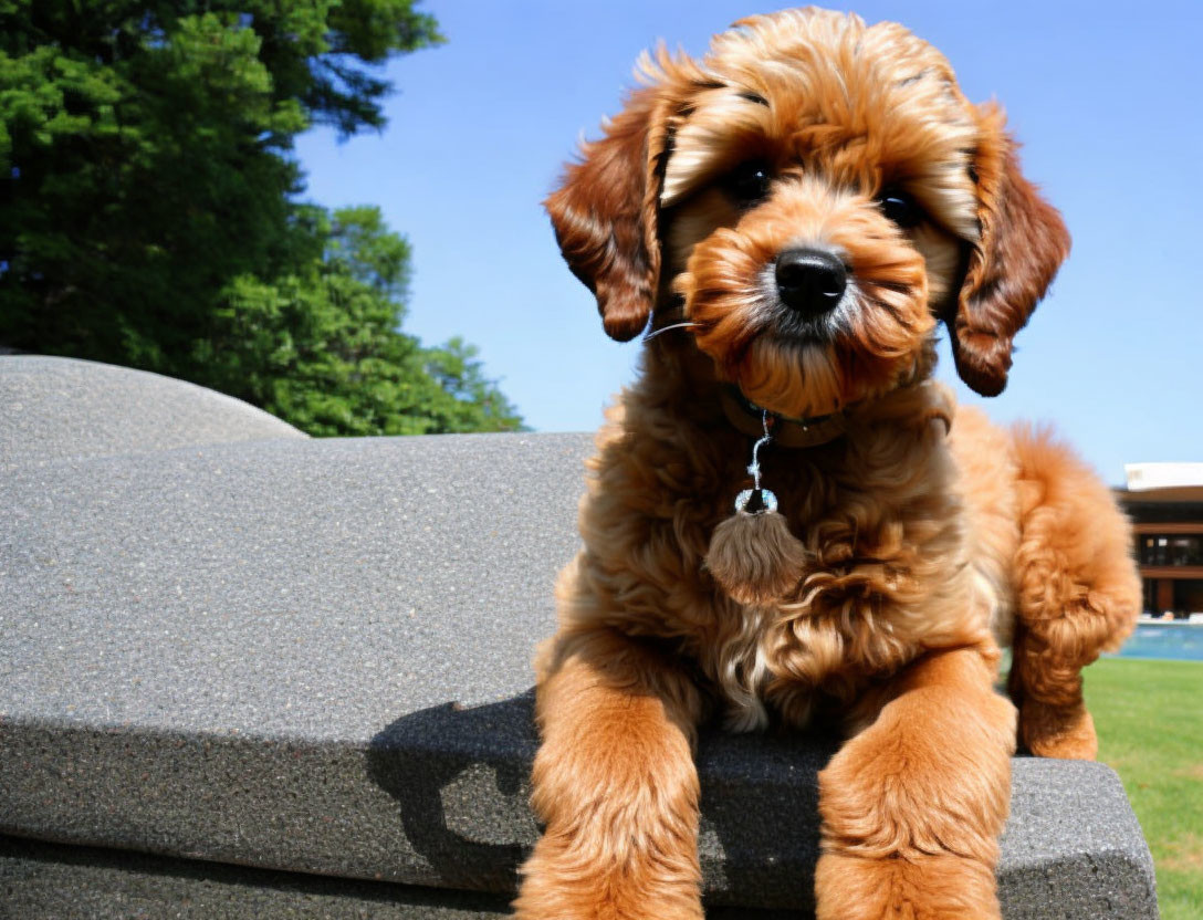 Brown fluffy puppy with floppy ears on stone bench outdoors