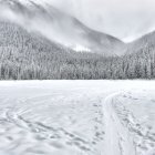 Snowy Winter Landscape with Leafless Tree and Snow-Covered Pines