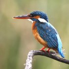 Colorful Kingfisher Displaying Blue and Orange Plumage