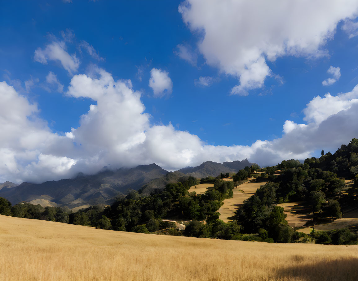 Golden rolling hills, green trees, blue sky, fluffy clouds, distant mountains.