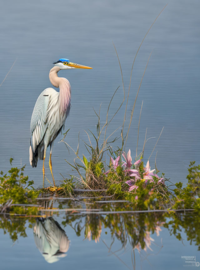 Great Blue Heron by Pink Flowers with Reflection in Water