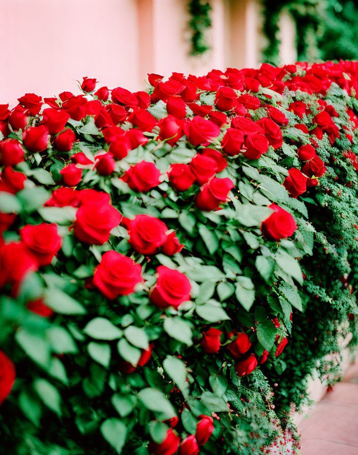 Vibrant red roses blooming in lush garden hedge on pink background