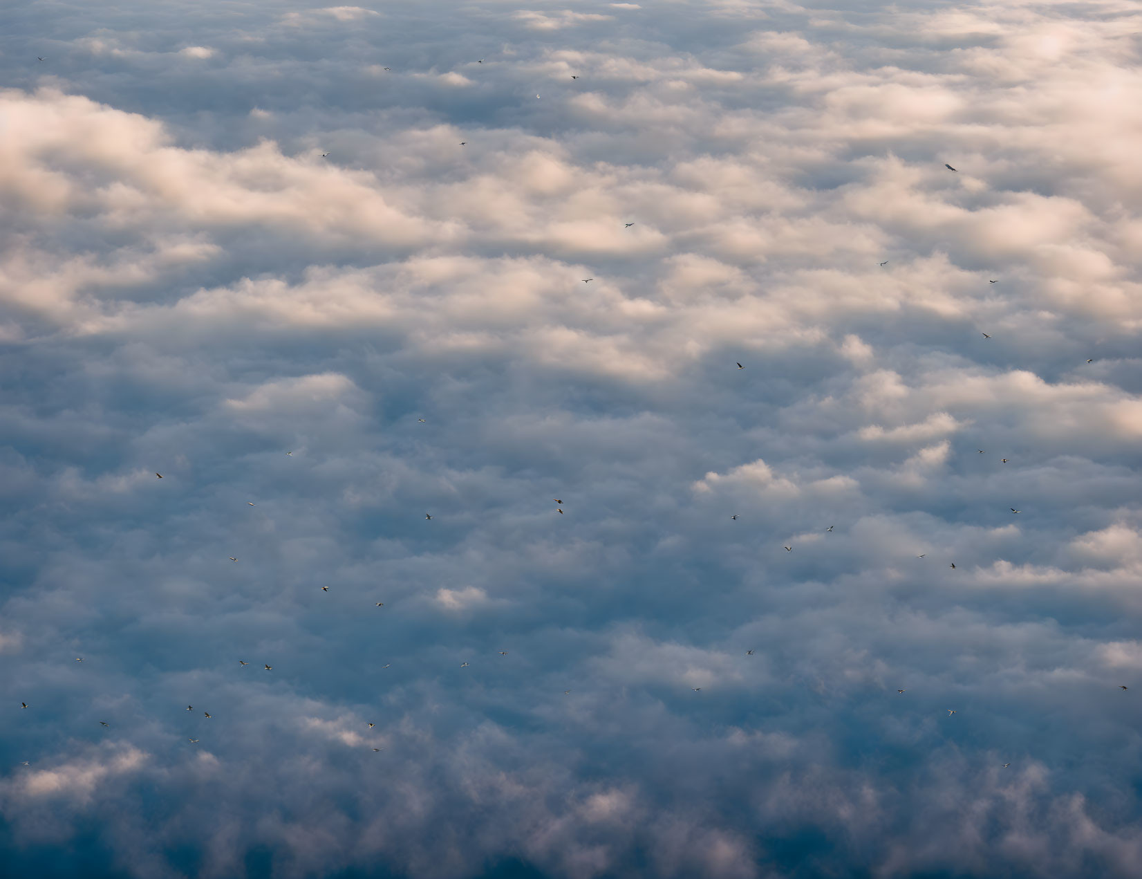 Birds flying through sunlit clouds in aerial view