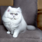 Fluffy White Cat with Blue Eyes on Grey Armchair