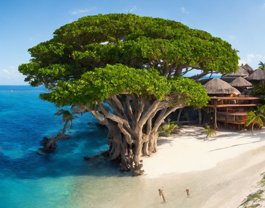 Lush tree with dense canopy on sandy beach by clear blue waters