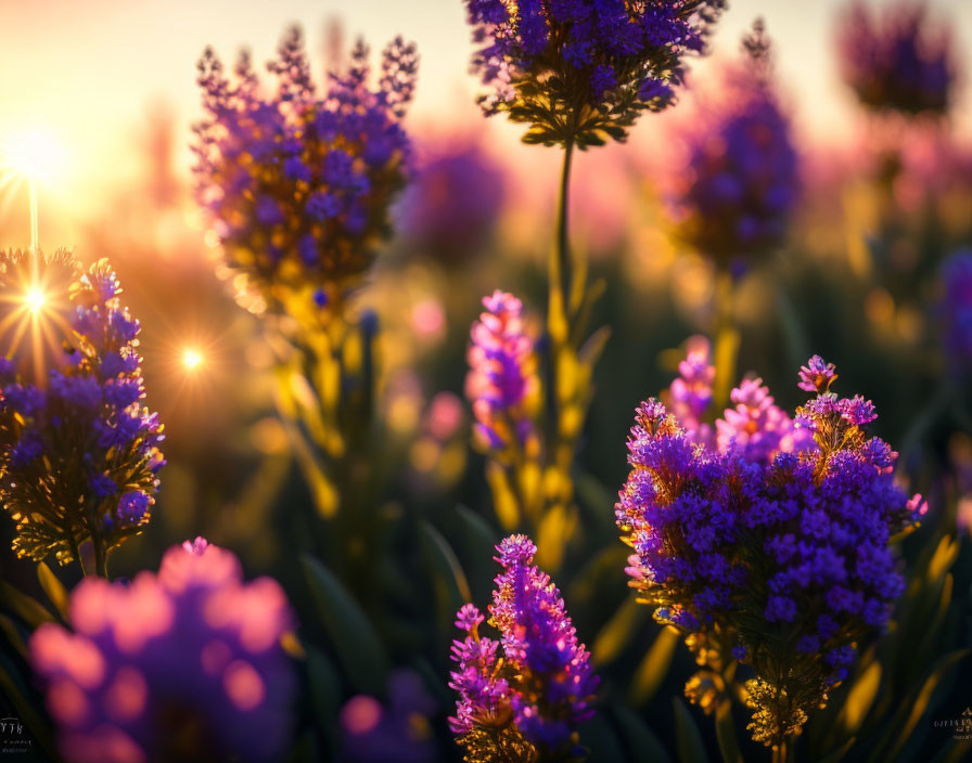 Vibrant purple flowers at sunset with lens flare and soft-focus background