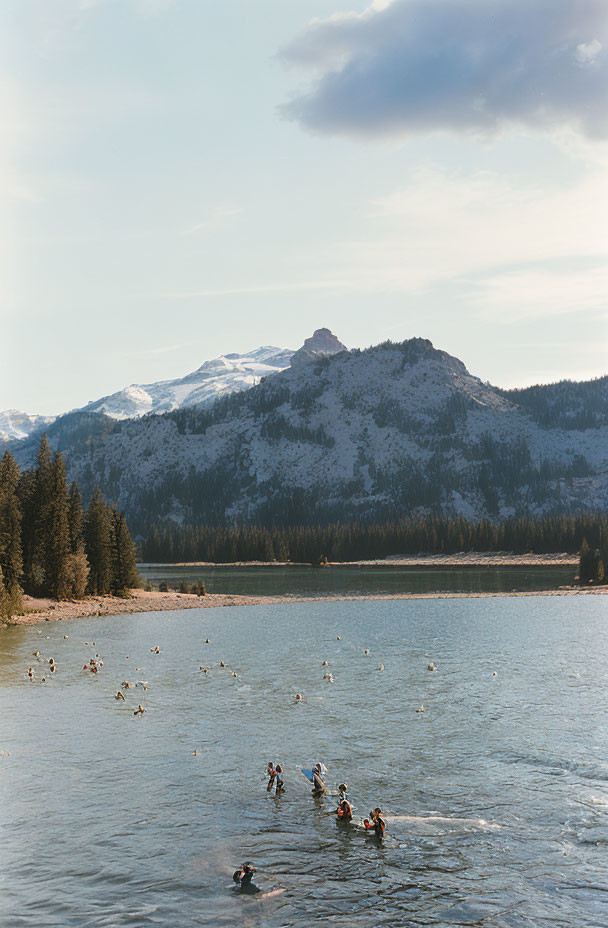 People swimming in mountain lake with snowy peaks and pine trees.