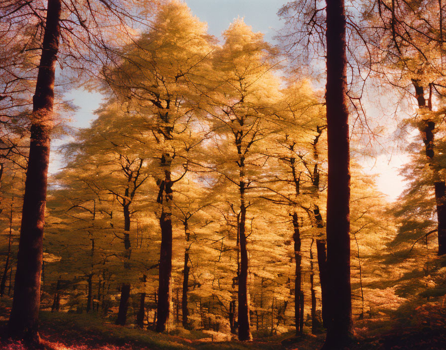 Golden yellow leaves on slender trees in warm autumn forest scene