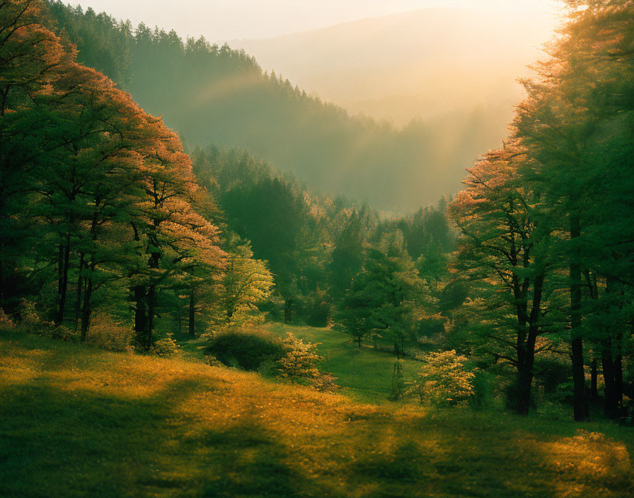 Serene forest scene with tall trees and golden sunlight