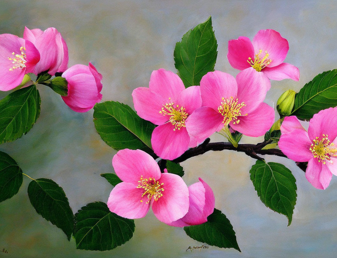 Pink Blossom with Yellow Stamens on Grey Background and Green Leaves