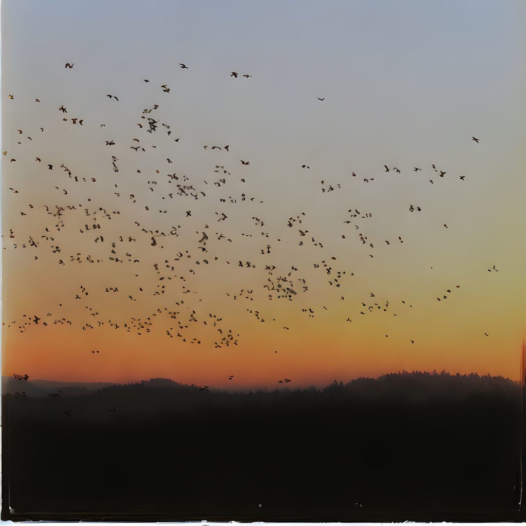 Birds flying at dusk over silhouetted trees against gradient sky.