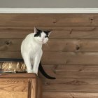 Two Cats on Dresser with Rose and Peeking from Wall