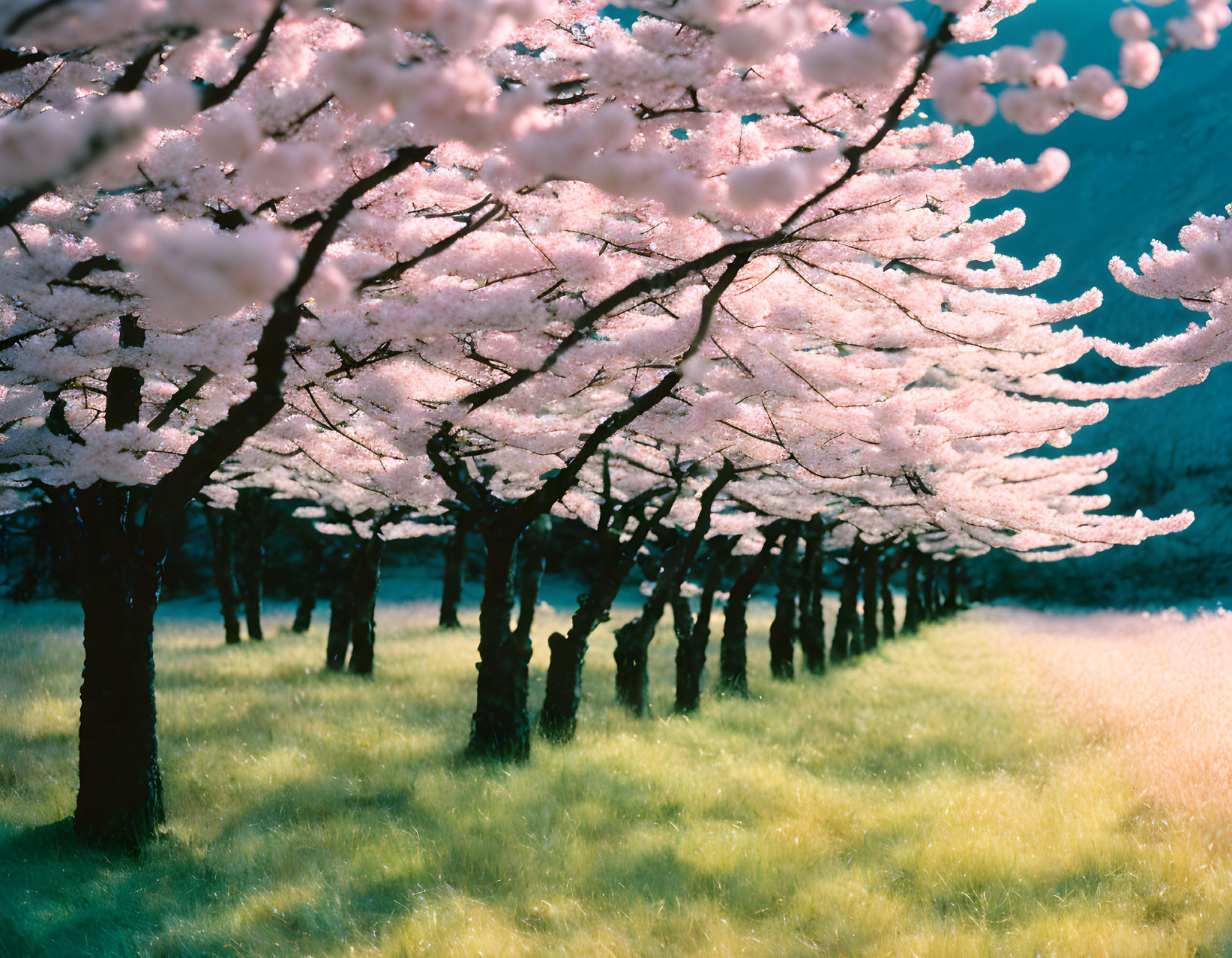 Cherry Blossom Trees in Full Bloom Casting Pink Hues