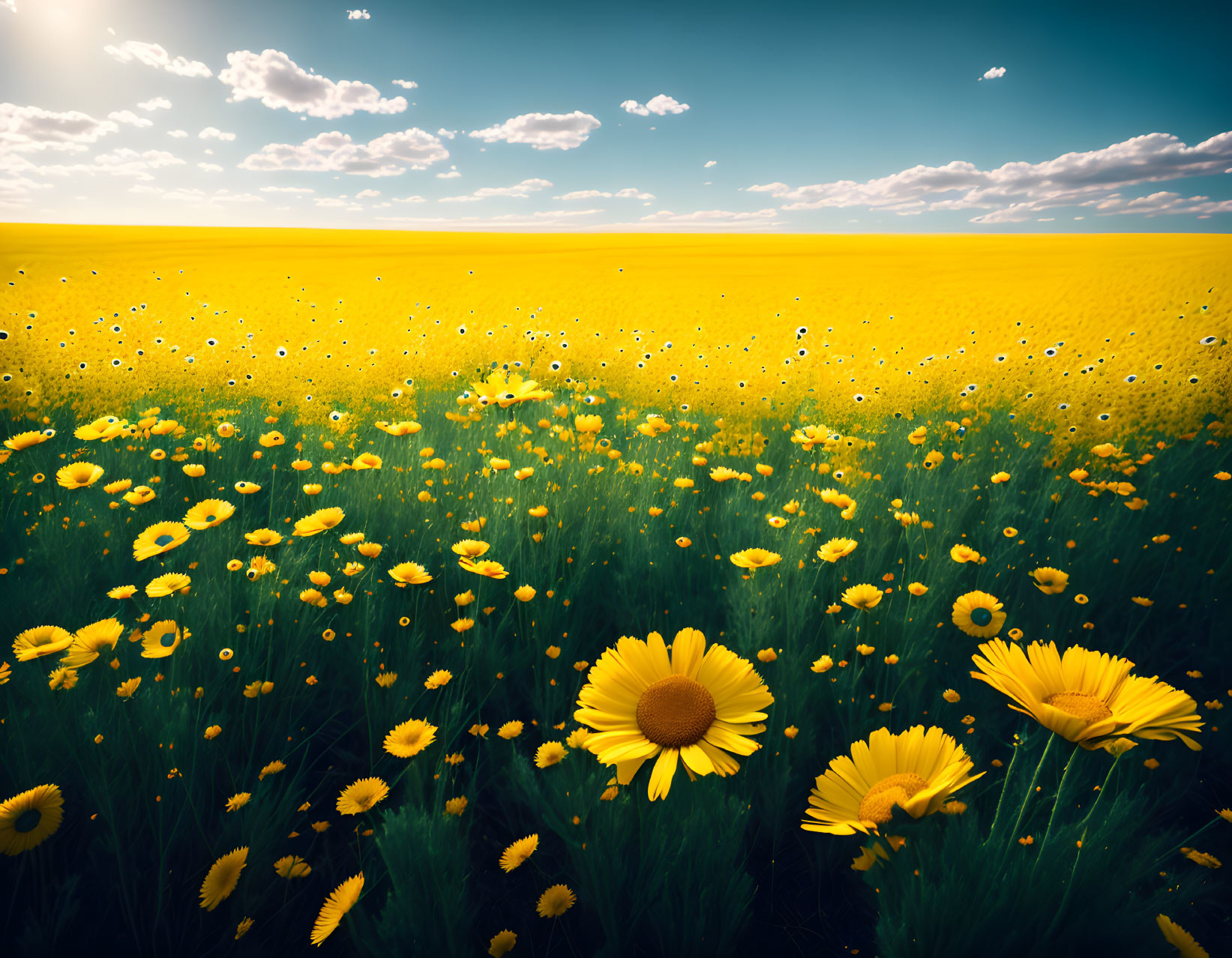 Scenic view of yellow wildflowers under blue sky