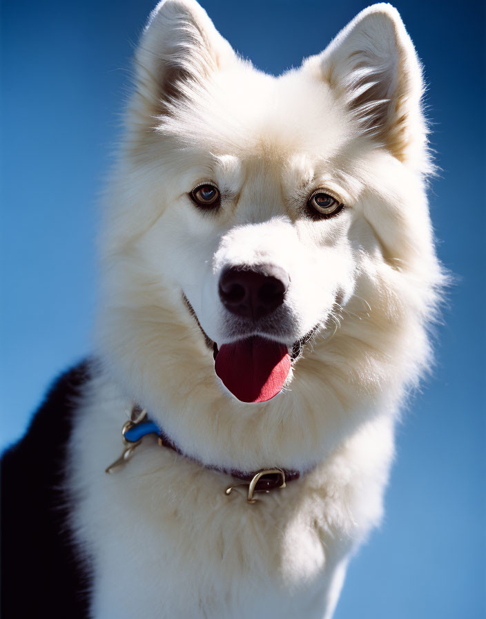 Fluffy White and Black Dog Smiling with Pink Tongue Out