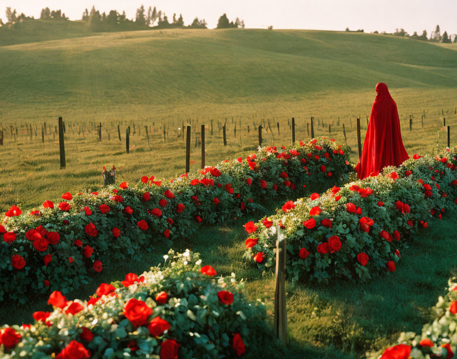 Person in Red Cloak Walking by Rose Bushes in Scenic Countryside