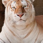 White tiger illustration with intense gaze on golden background