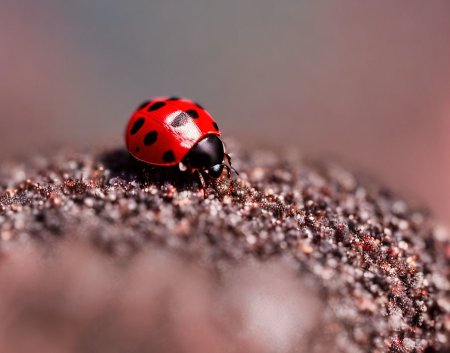 Detailed Close-Up of Red Ladybug on Textured Surface