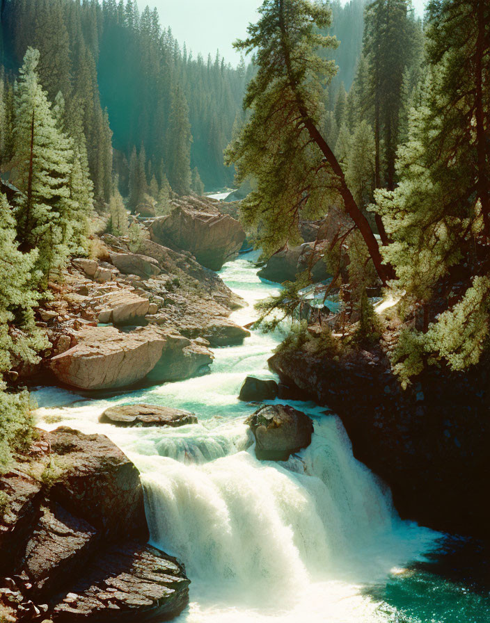 Tranquil waterfall in pine forest by river