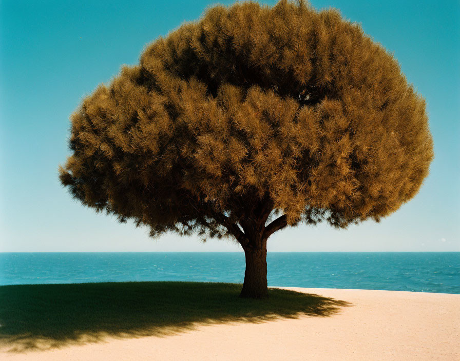 Lush tree with dense canopy on sandy terrain by calm ocean