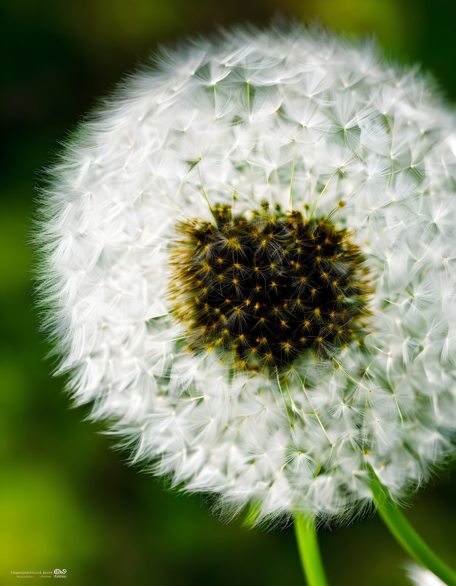 Detailed close-up of white dandelion seeds against green backdrop