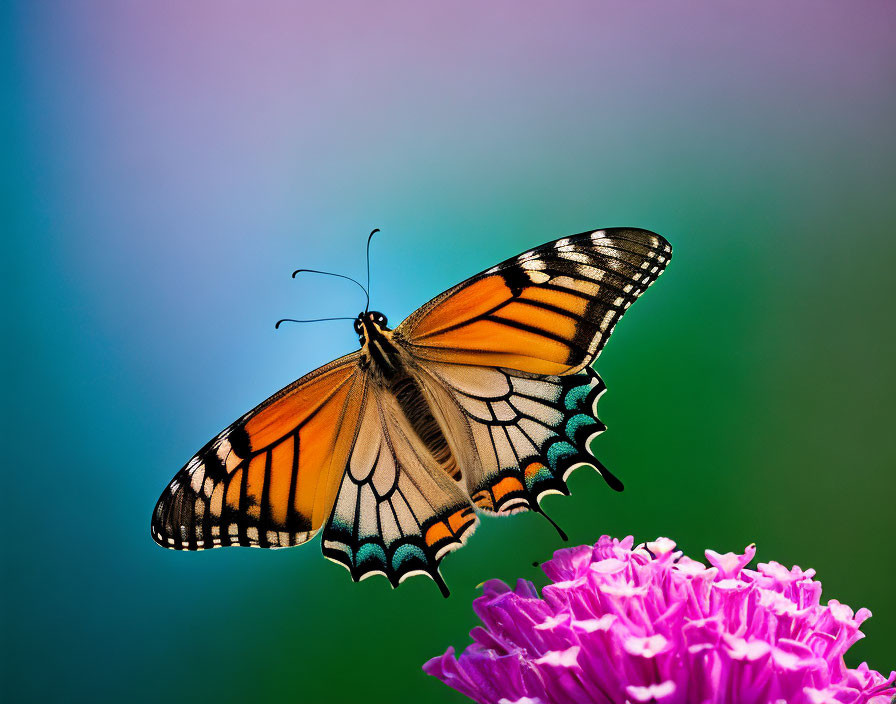 Colorful Monarch Butterfly on Purple Flowers and Blurred Background