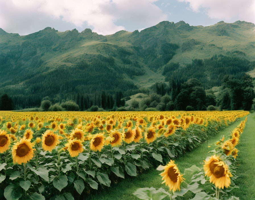 Lush sunflower field with green hills under cloudy sky