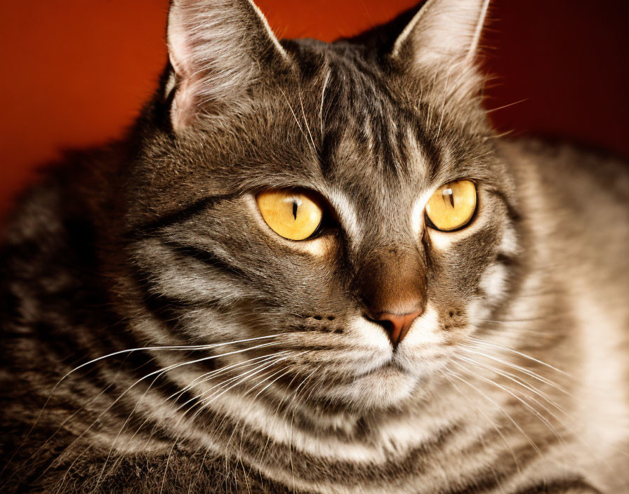 Tabby cat with amber eyes and striped fur on warm reddish background