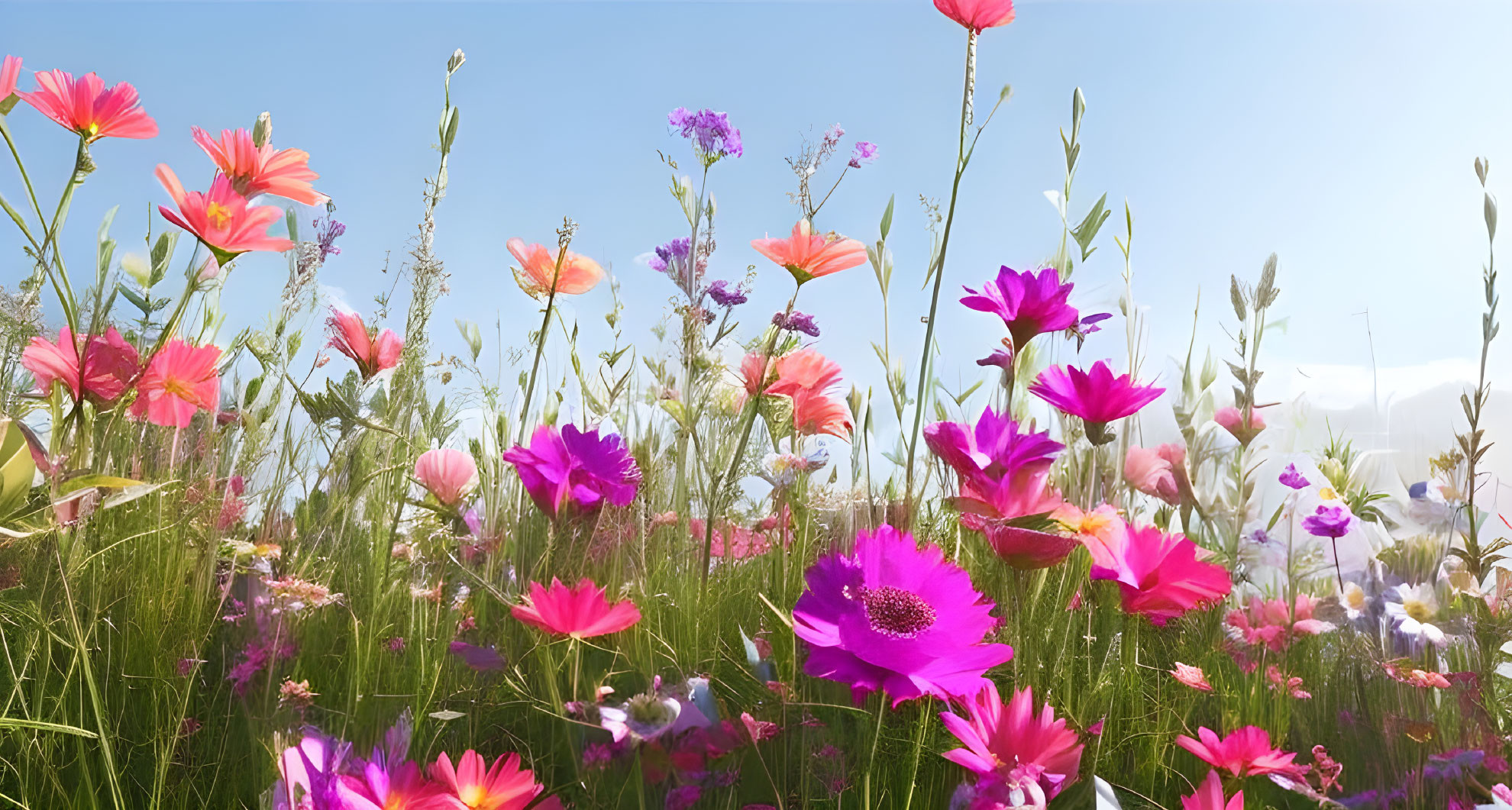 Vibrant pink and orange wildflowers in lush meadow under clear blue sky