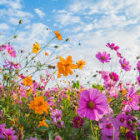 Vibrant pink and orange wildflowers in lush meadow under clear blue sky