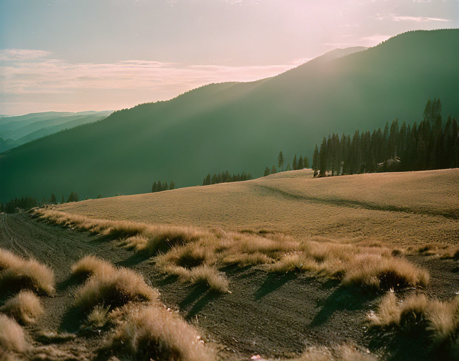 Serene mountain landscape at sunset with long shadows and coniferous trees