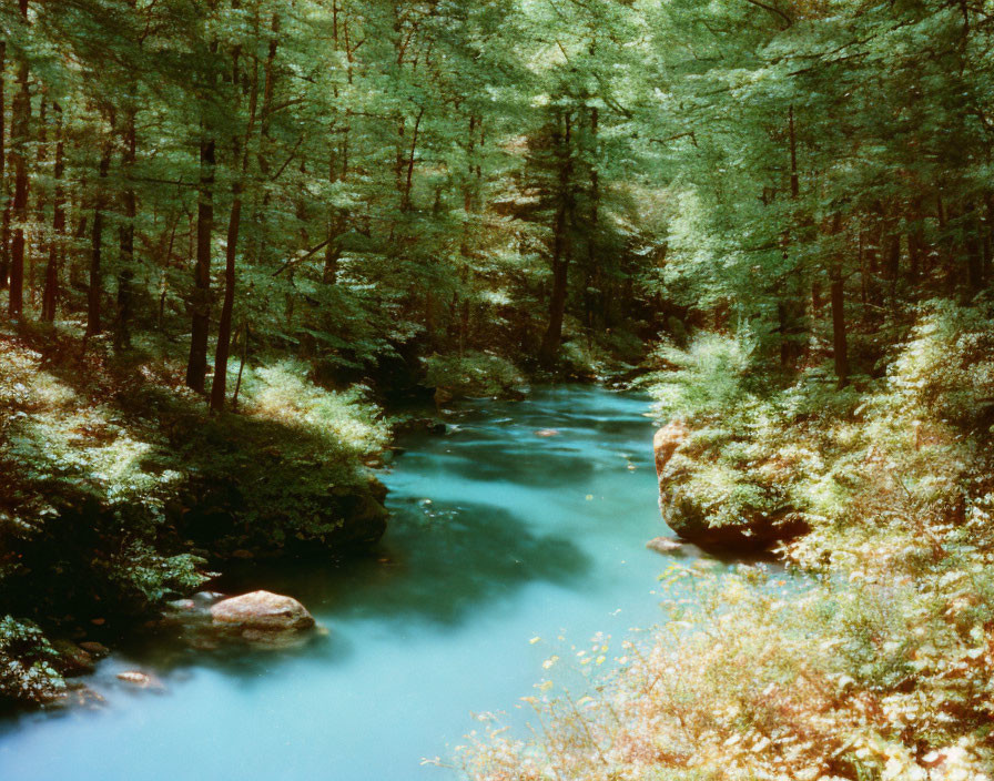 Tranquil turquoise stream in serene forest with lush green foliage