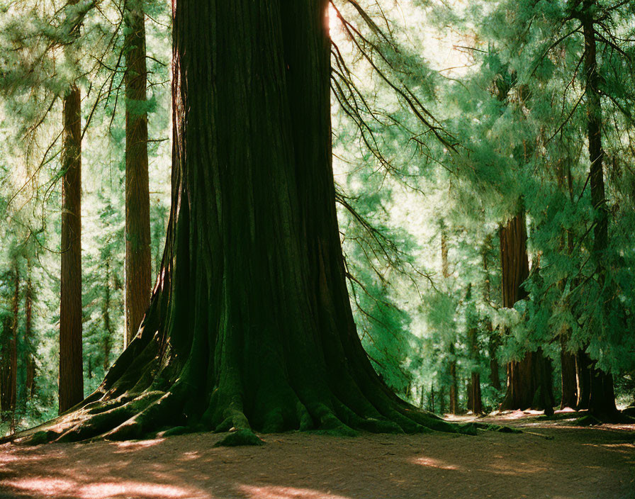 Dense forest scene: Sunlight on ancient tree among conifers