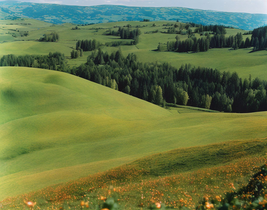 Scenic landscape of green hills and wildflowers under clear sky