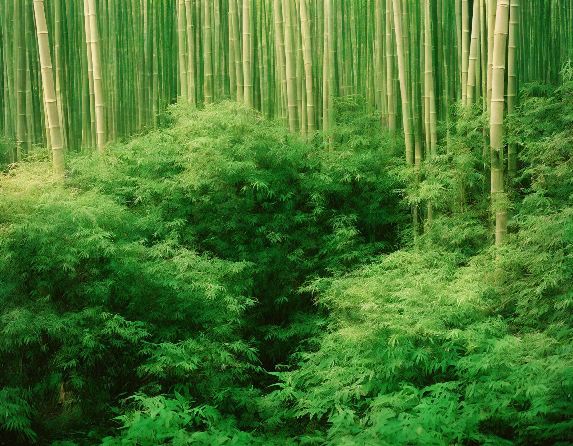 Lush Green Bamboo Forest with Straight Canes