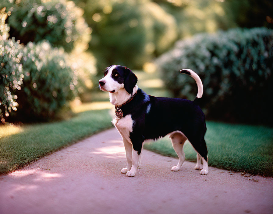 Black and white dog with collar on dirt path surrounded by green bushes