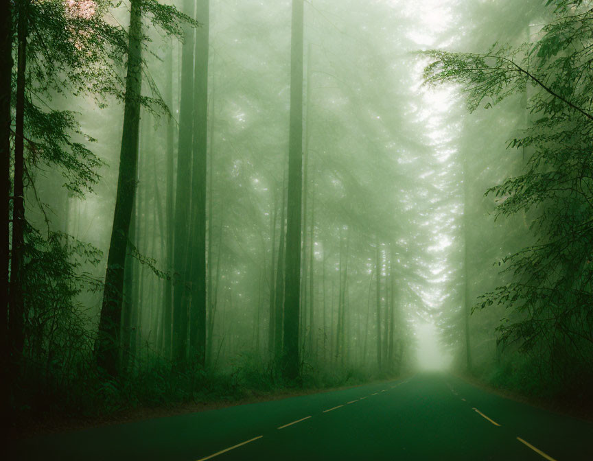 Tranquil forest road with mist and towering trees