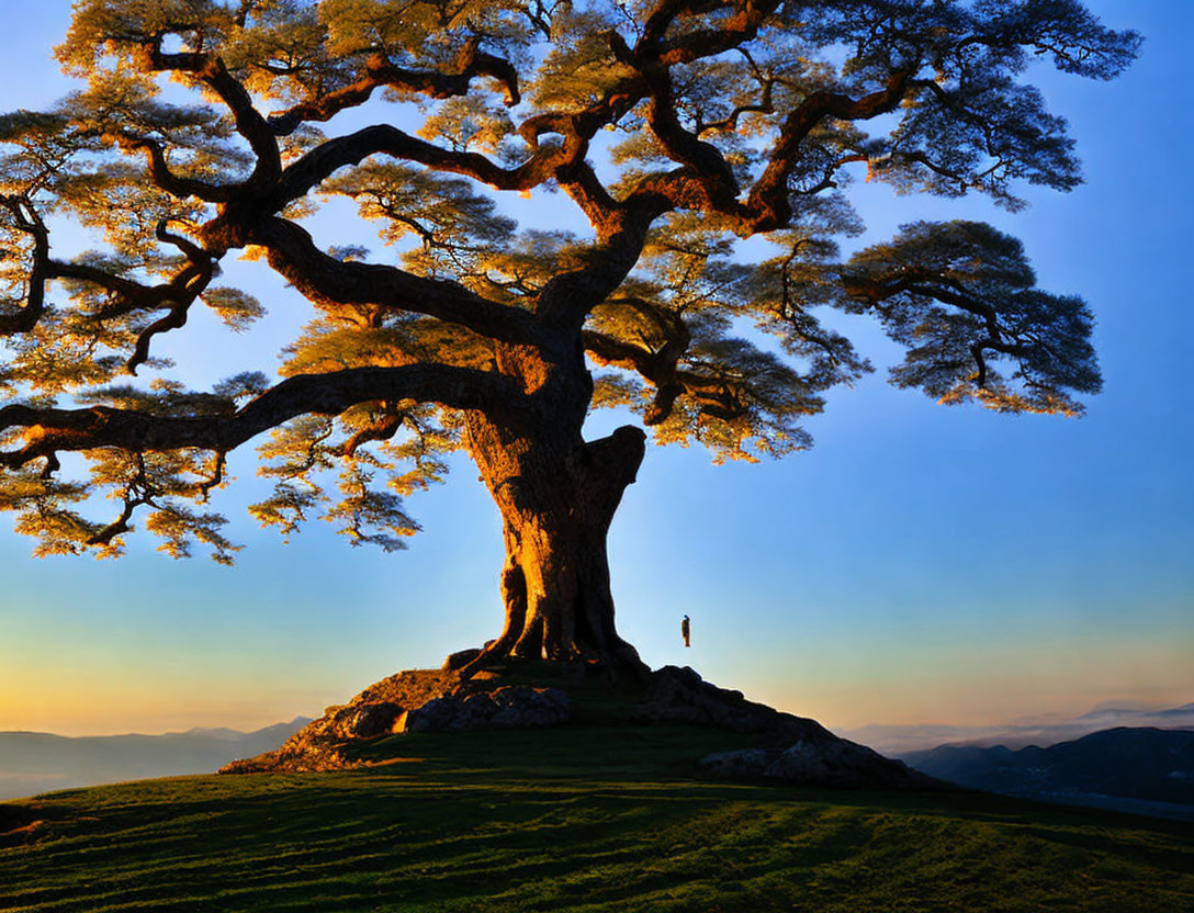 Person standing under majestic tree on hill at sunset with shifting sky hues