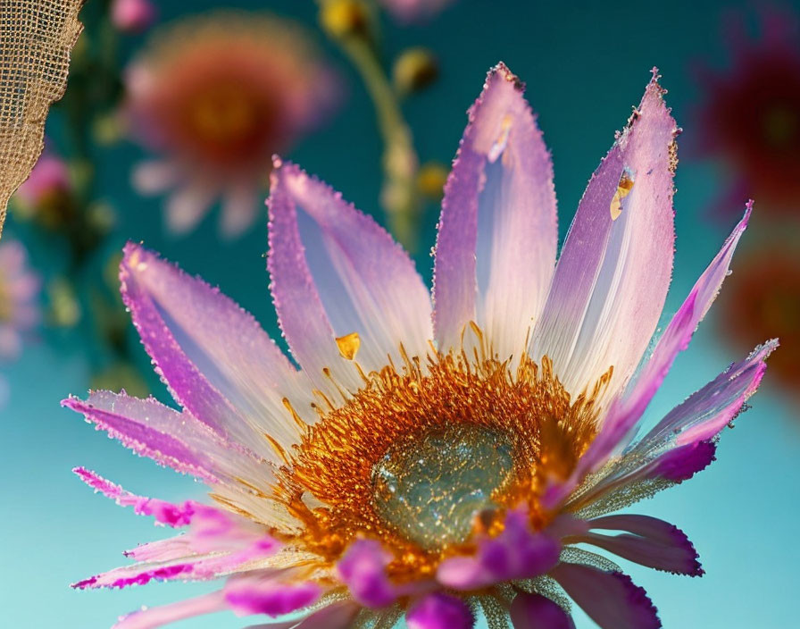 Pink flower with dewdrops on petals against blue background.