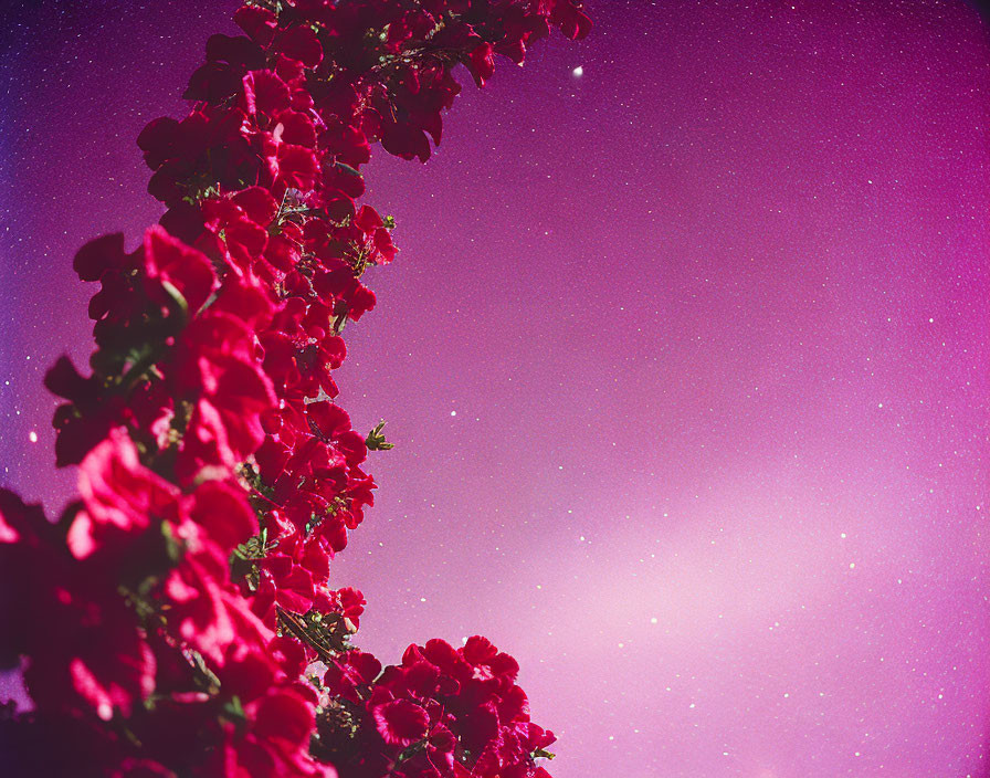 Red Flowers Bouquet on Purple Starry Sky with Subtle Galaxy Gleam