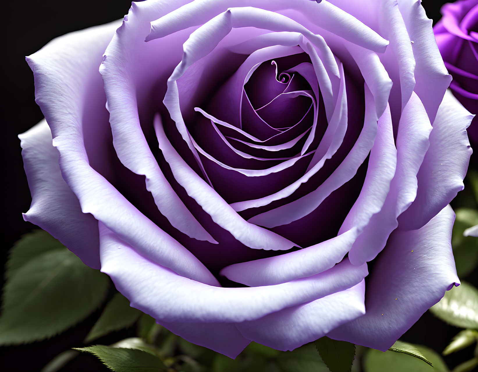 Detailed view of a purple rose with delicate petals and velvety texture