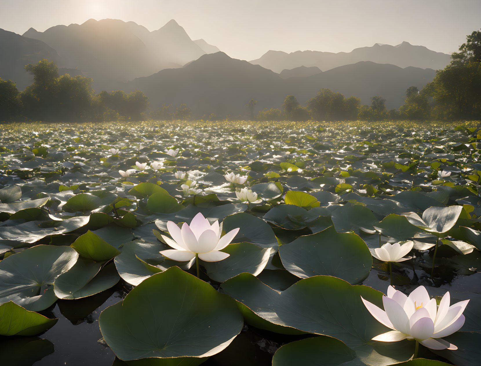 Tranquil Lotus Pond with Blooming Flowers and Sunrise Mountains