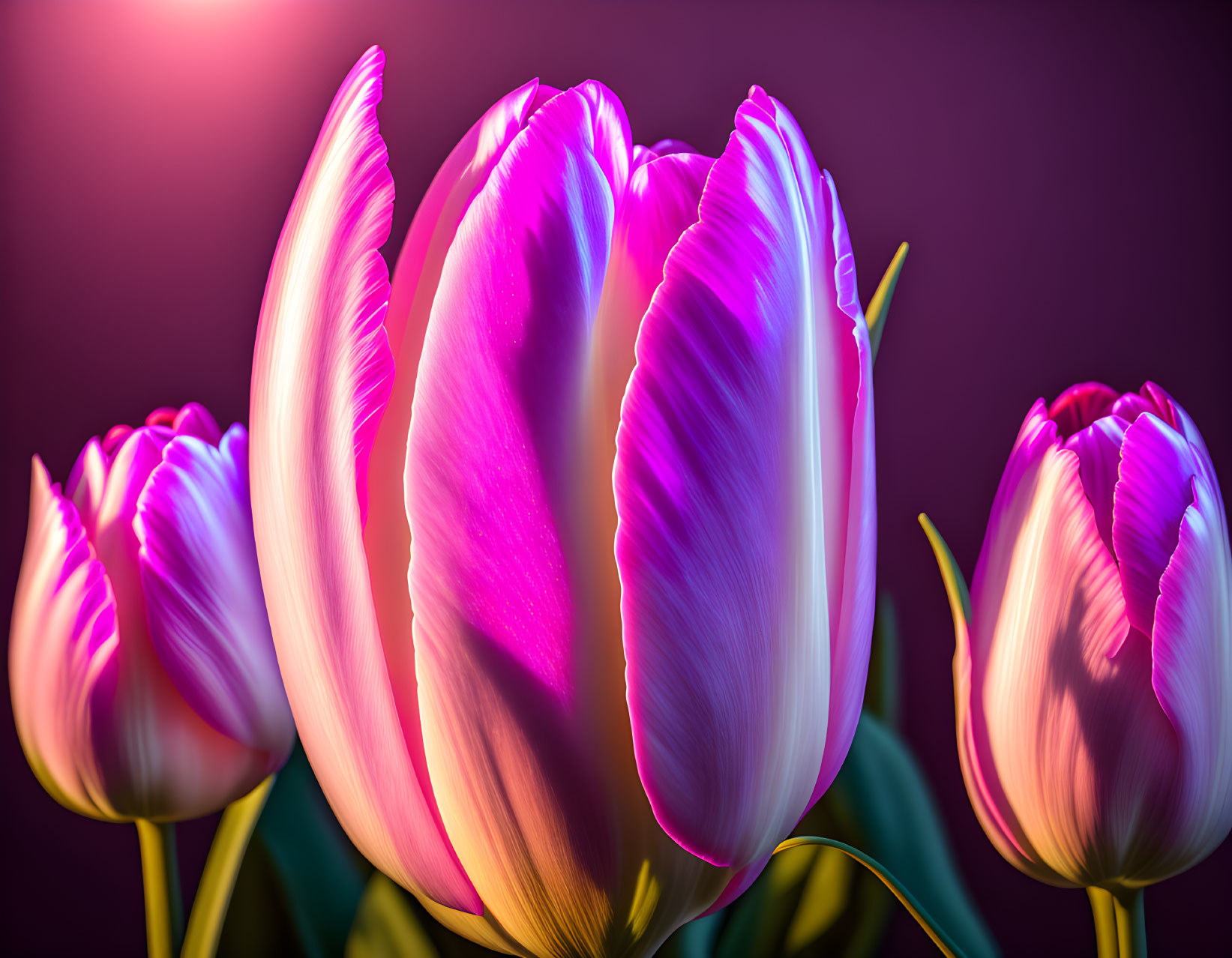 Vibrant Pink and White Tulips with Soft-focus Purple Background