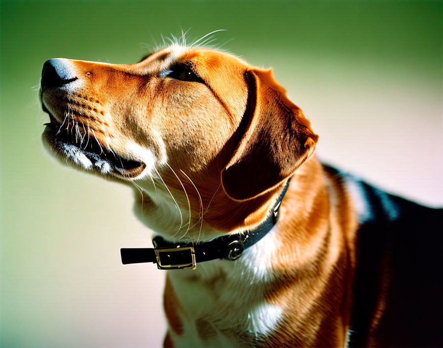 Brown and Black Dog with Collar Gazing Up Outdoors