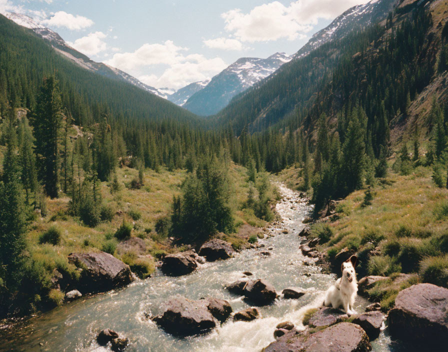 Dog sitting on rock in babbling stream surrounded by greenery and mountains