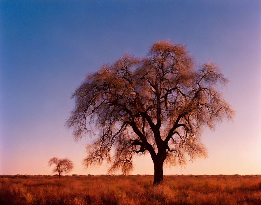 Large and small trees in dusky savanna under gradient sky