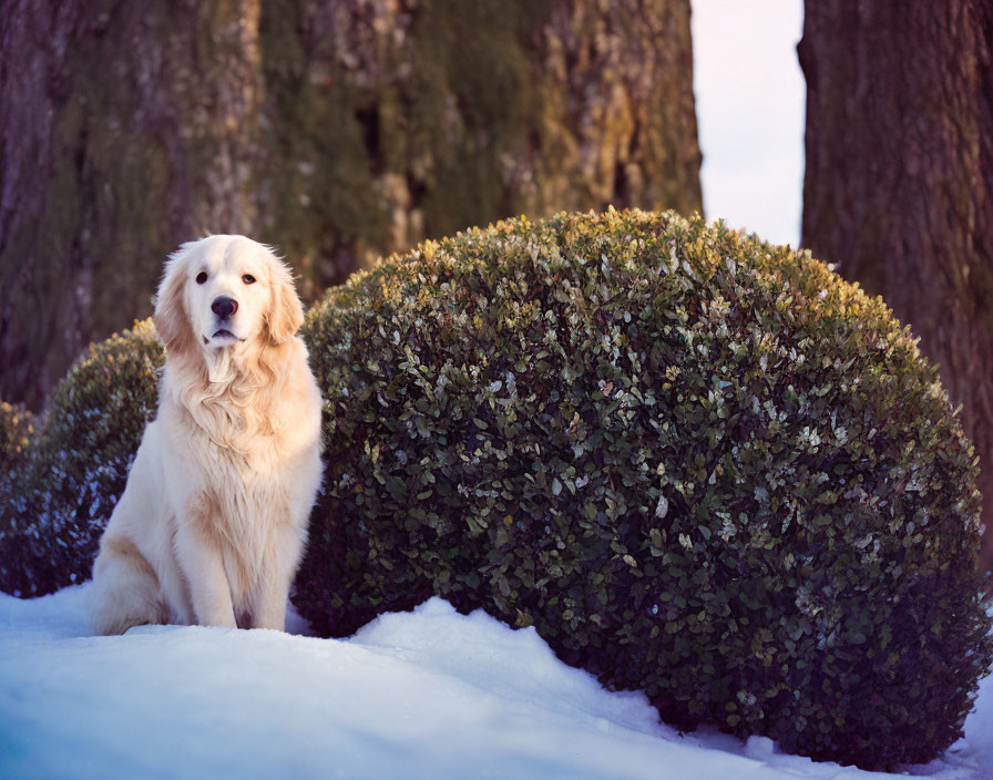 Golden Retriever beside trimmed bush on snow-covered ground with trees - setting sun casts warm glow