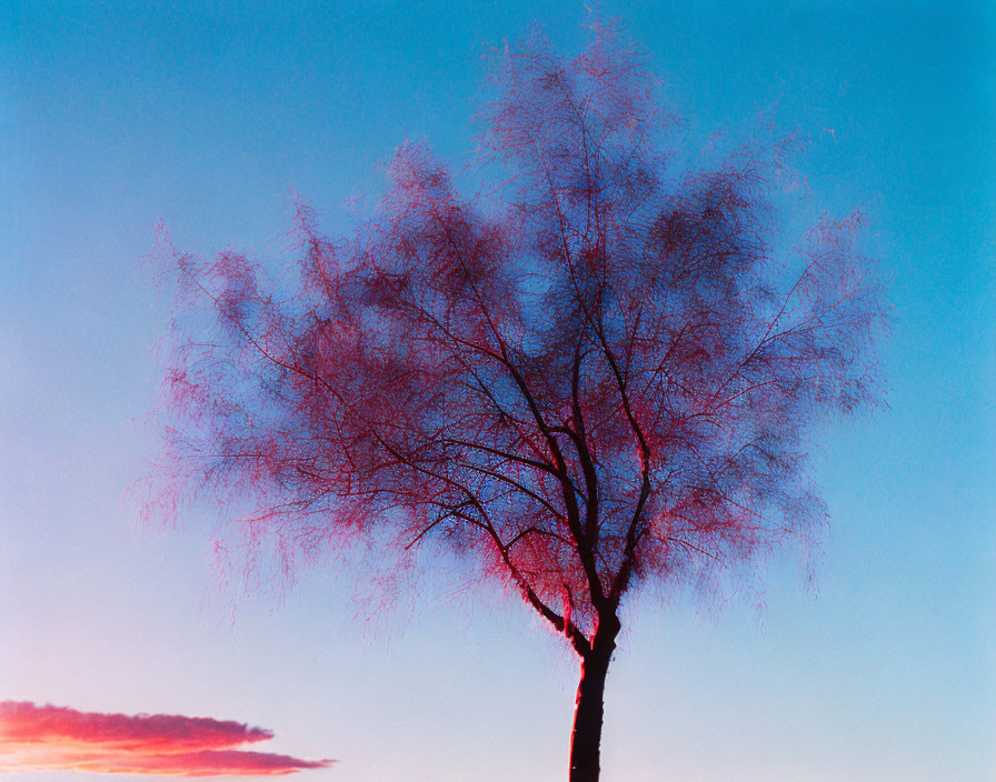 Solitary tree with wispy branches against vibrant sky at sunrise or sunset