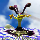 Purple Passion Flowers Blooming in Cosmic Setting